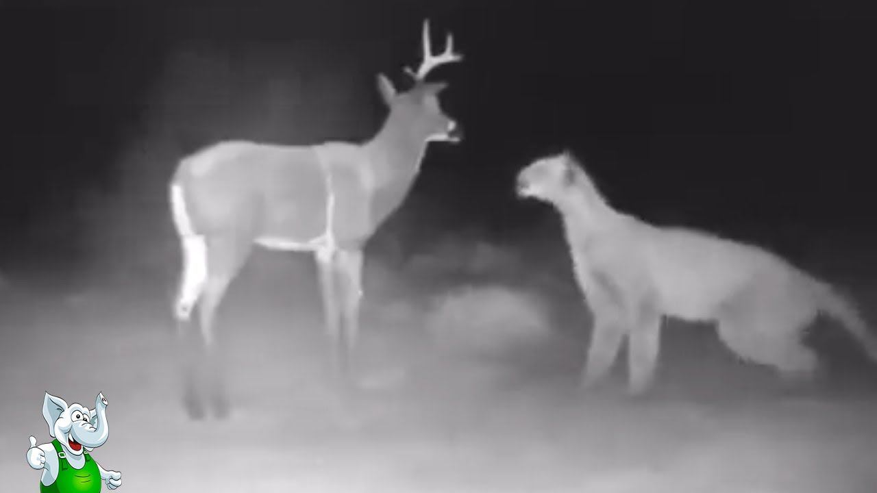 Пума в Деле / Пума против Собак, Оленей, Ягуара смотреть онлайн