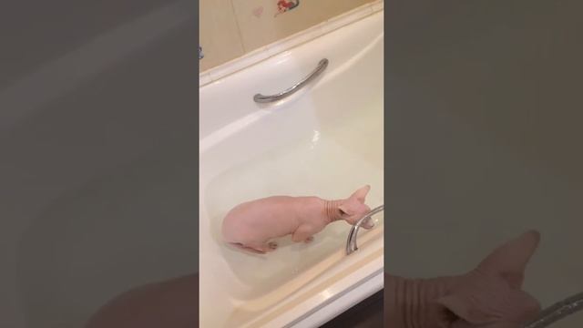 Первое купание Сфинкса смотреть онлайн