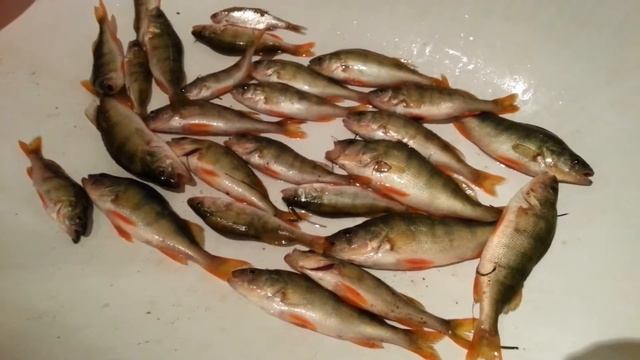Улов окуней на рыбалке в Тюмени смотреть онлайн