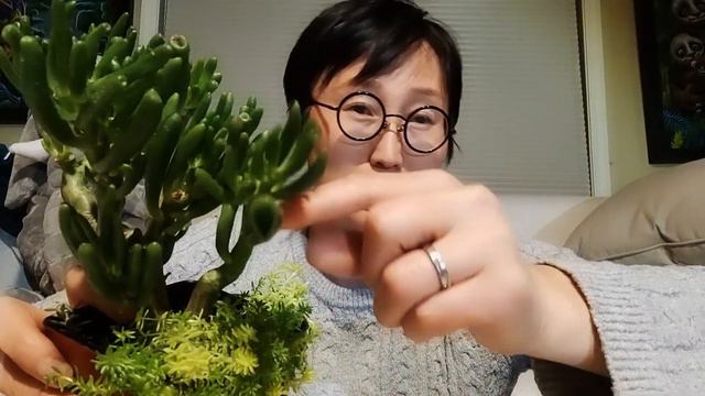 Day 7 covid quarantine-crassulacaea hobbit 1 day 1 succulent sharing@thewaytosucculents смотреть онлайн