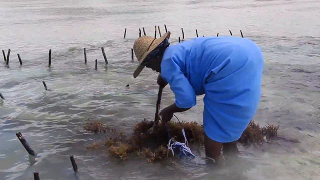 Zanzibar: Seaweed Center in Paje смотреть онлайн