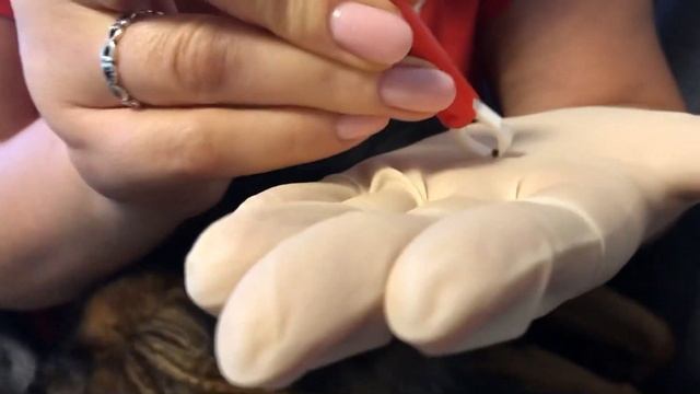 КАК ВЫТАЩИТЬ КЛЕЩА У СОБАКИ? #клещ #zecke смотреть онлайн