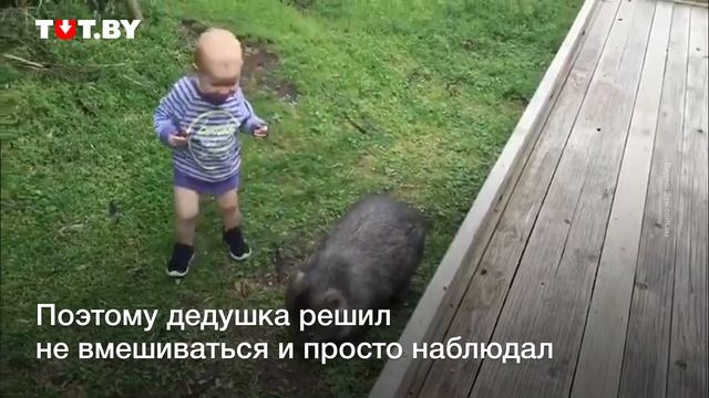 Ребенок играет с диким вомбатом! смотреть онлайн