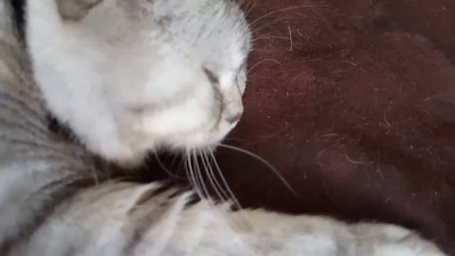 Кошка храпит смотреть онлайн