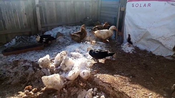 Почему мы выбрали утку породы башкирская цветная, видео ответ.