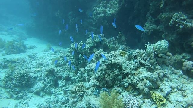 Дайвинг в Египте.Красное и Море,Мурена и другие его обитатели.Апрель2021