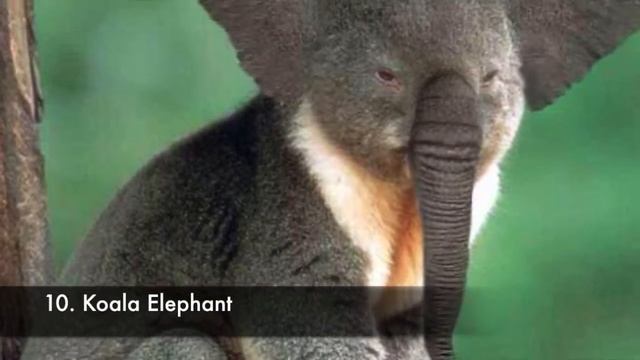 20 Crazy Animal Mashups смотреть онлайн