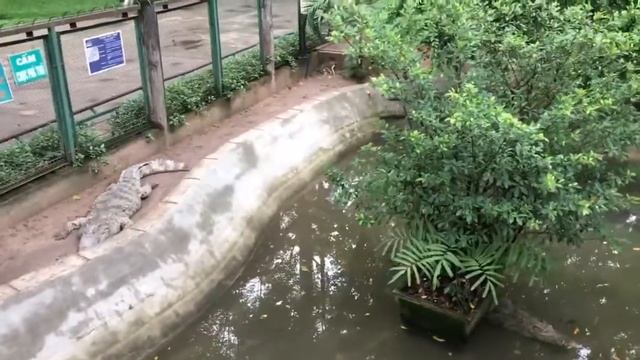 Валуев. Вьетнам. Хошимин. Зоопарк. Животные. Цветы. Дерево. Новые серии. смотреть онлайн