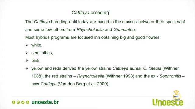 Las plantas no utilizadas de Cattleya (ex Laelia subgenus Cyrtolaelia) en la hibridación смотреть онлайн