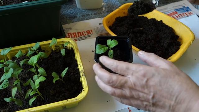 ПИКИРУЕМ БАКЛАЖАНЫ проверенным и надежным способом (157 07.03.2017) смотреть онлайн