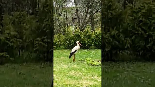 аист на участке дома подруги в Эстонии. смотреть онлайн