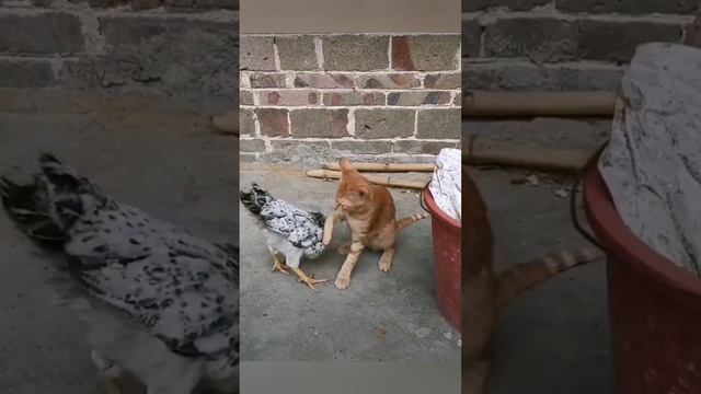 Наглый суповой набор нападает на кота смотреть онлайн