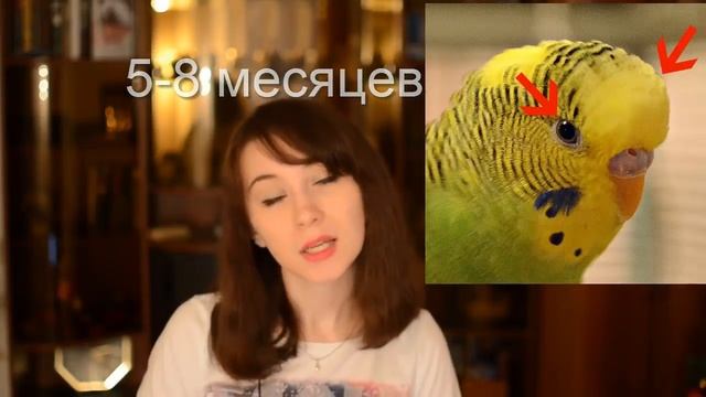 Как определить пол и возраст волнистого попугая? #Волнистый #попугай #уроки по уходу и содержанию смотреть онлайн
