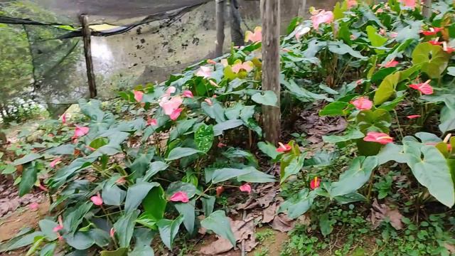 Antúrio florido e saudáveis Ano todo/Dicas/Plantação#PeNaEstrada# смотреть онлайн