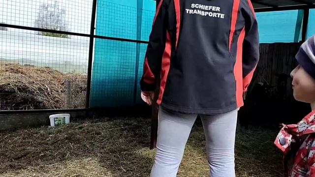 Стрижка романовских овец ✂️ ножницами смотреть онлайн