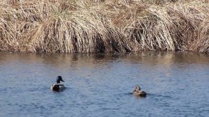 На селезня весной. Как правильно заполнить документы.