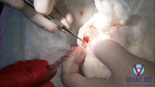 Открытая экстракция верхнечелюстного клыка у кошки. Выполнено на кадавере смотреть онлайн