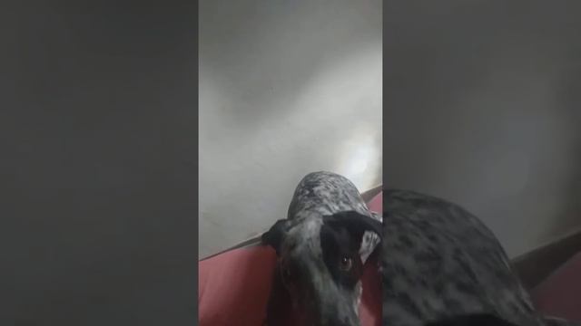 Pitbull com Dálmata смотреть онлайн