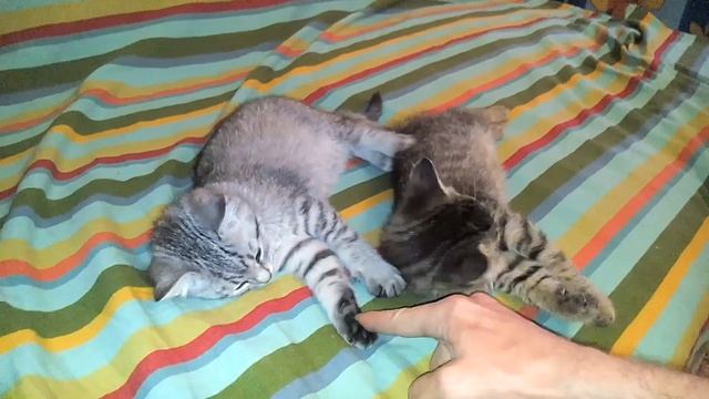 Красивые котята после обеда прикольно смешное видео