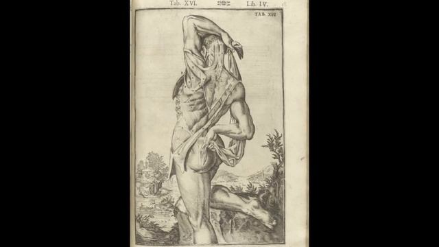 Анатомический атлас "О строении человеческого тела", "De humani corporis fabrica libri decem" смотреть онлайн