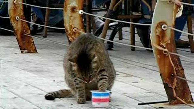Тель-Авивский кот смотреть онлайн
