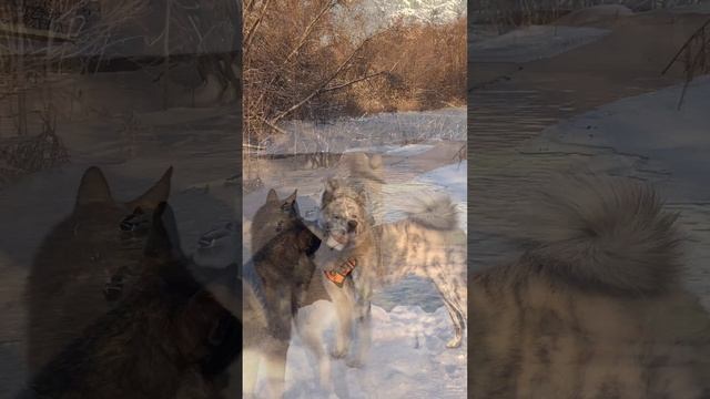 Беззаботность смотреть онлайн
