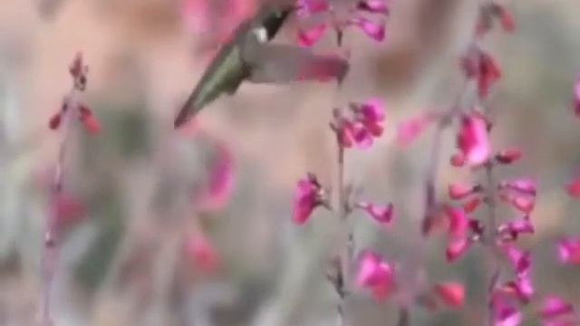 В. Бочкарёв. "Замок чудес" смотреть онлайн