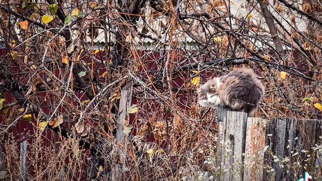 ? как бы не дал тумаков в кураже!) #кот #фото #юмор #стихи смотреть онлайн