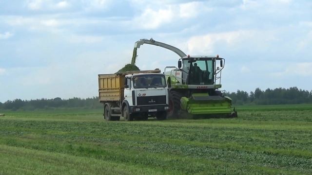 Комбайн Claas Jaguar 870 и грузовик МАЗ 5551 работают на кормах в СПК "Гигант" смотреть онлайн