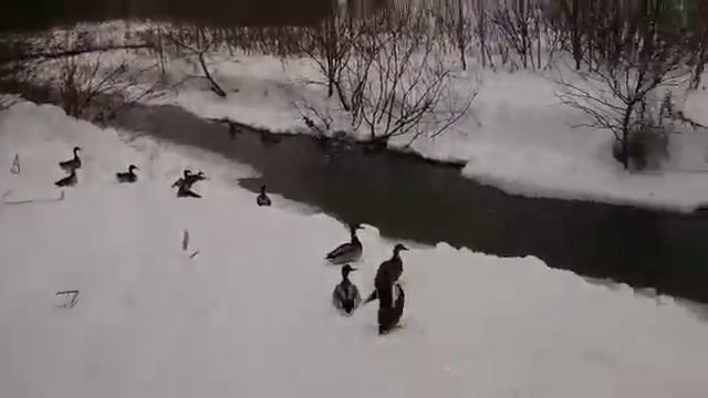Пугаем уток лазерной указкой. Парк Чермянка. смотреть онлайн