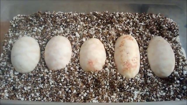 Ball Python Eggs - Clutch #5 of 2015 - Albino het Pied x het Pied смотреть онлайн
