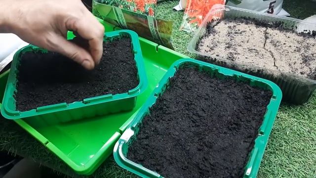 Этот цветок соперничает даже с Петунией обязательно посейте Сальвию цветок для сада смотреть онлайн