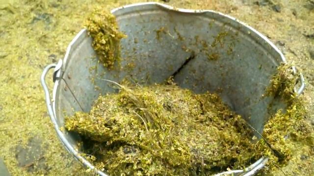 Ряска - корм уткам смотреть онлайн