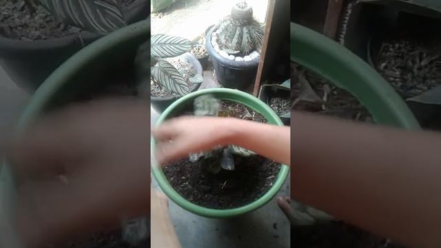 Como replantar marantas смотреть онлайн