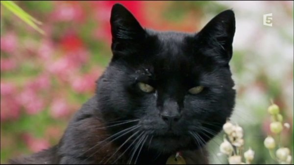 Chats des villes et chats des champs - Des fauves miniatures