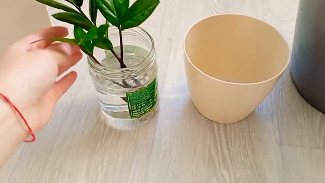 🐉🍃Пересадка цветов🔥покупки маленькие😊 смотреть онлайн