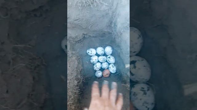 Столетние яйца нет! Эксперимент! куриные яйца год лежат в земле! смотреть онлайн