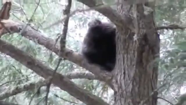 Couples Dog Trees A Mysterious Creature In Maine While Out Hiking, Possible Young Bigfoot? смотреть онлайн
