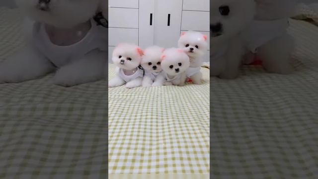 #new teddy bear video 😁/#mr teddy bear video//#mr teddy//#teddy //#kpop //#lovesong 😽🤔🙋😽🤔💏💏😁😁😁😁😁😁😁😁 смотреть онлайн