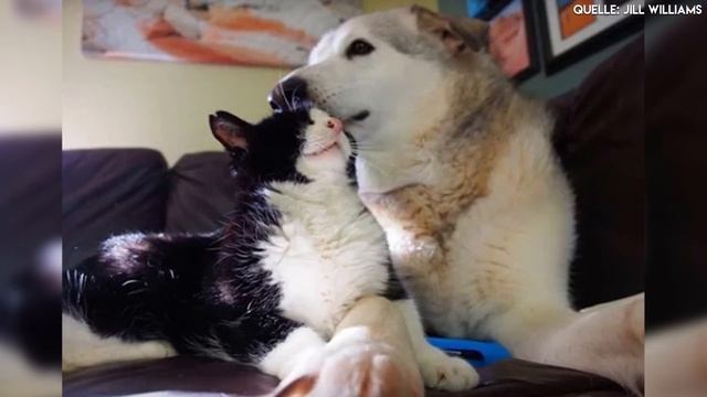 Diese Familie adoptiert einen 20 Jahre alten Kater - Er bereichert ihr Leben... смотреть онлайн