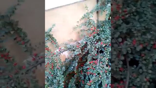 Вторая группа инвалидности продлено на год смотреть онлайн