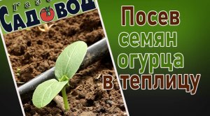 Посев семян огурца в теплицу