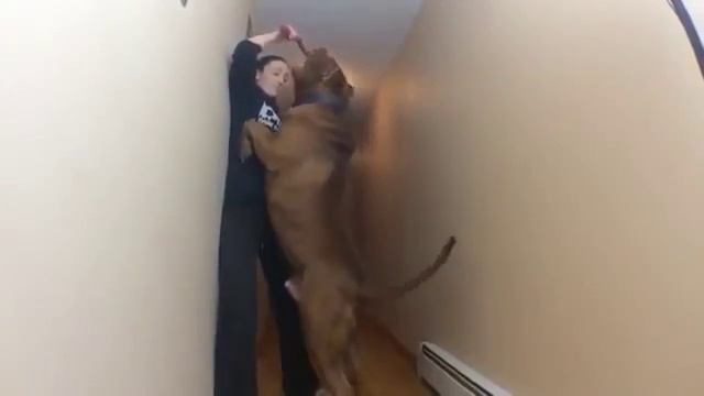 Это Халк самый крупный питбуль в мире! смотреть онлайн