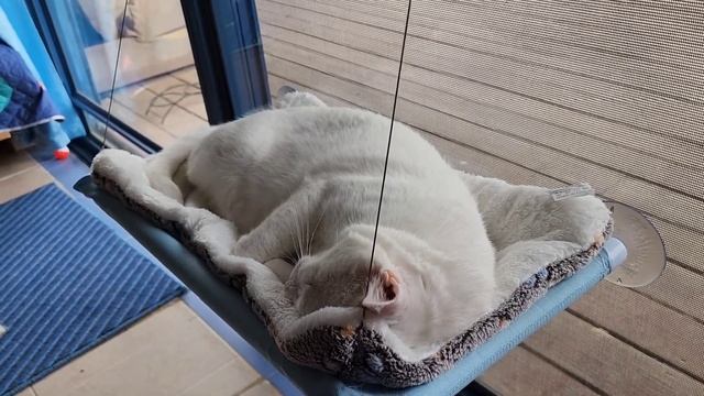 Страшилкин немного приболел, завтра к ветеринару. ❤️ смотреть онлайн