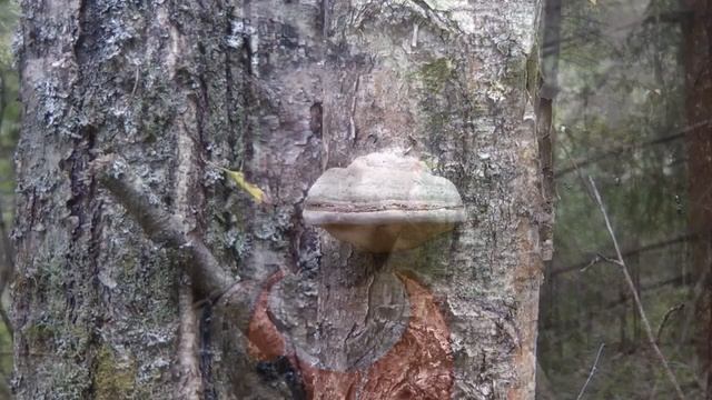 #ДикаяЖизнь. Выпуск 13. Самодельные репелленты от комаров, ч.2 смотреть онлайн