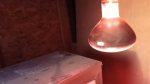 Навела порядок, выселила их из дома, ещё одна попытка с огурцами