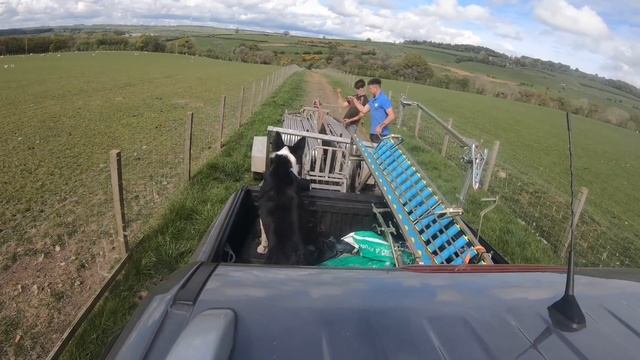 Shearing Big Sheep and Marking Lambs! - SHEEP SHEARING 2020 смотреть онлайн