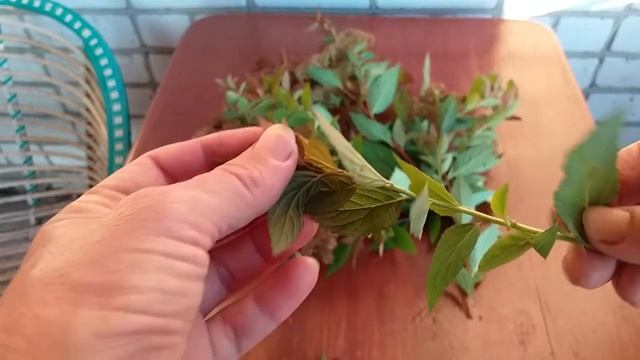 Размножение Спиреи японской зелеными черенками смотреть онлайн