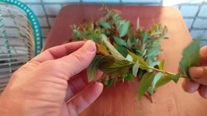 Размножение Спиреи японской зелеными черенками