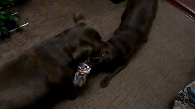 Лабрадорам купили новую игрушку)))